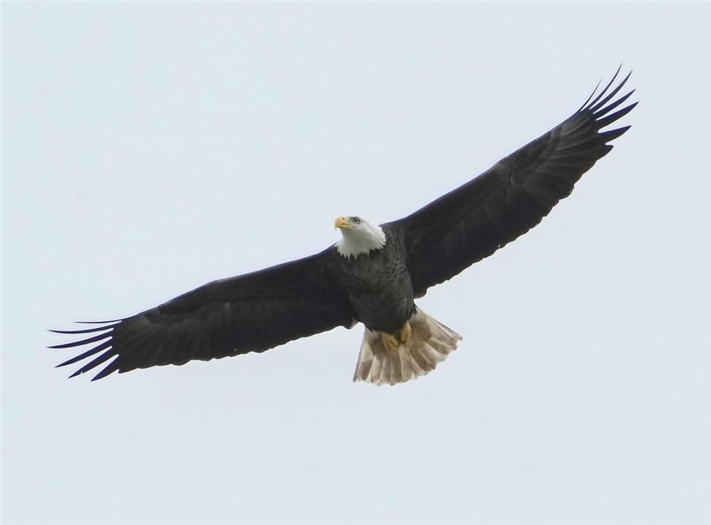 64 Olive Branch Way Folkston, GA 31537 - Photo 29 of 34