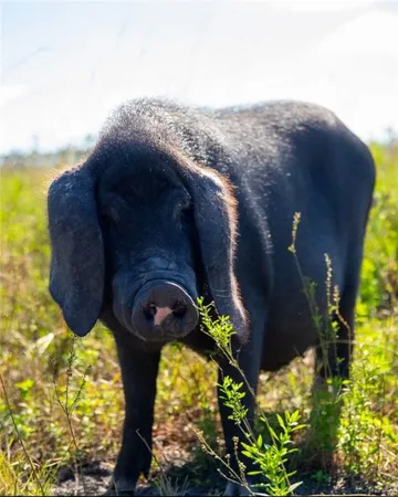 $665,000 | 64 Olive Branch Way, Folkston, GA 31537