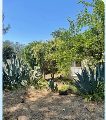 a view of a field with plants and trees