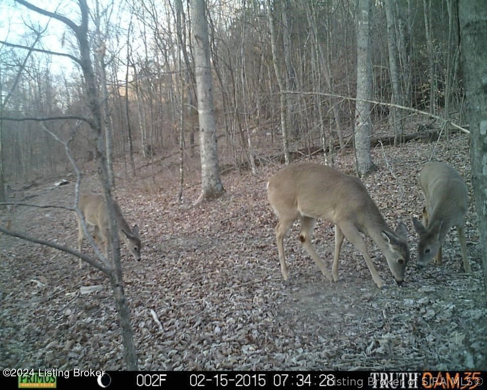 2409 Benleo Road Bowling Green, KY 42101 - Photo 4 of 26 Gallery Image 4