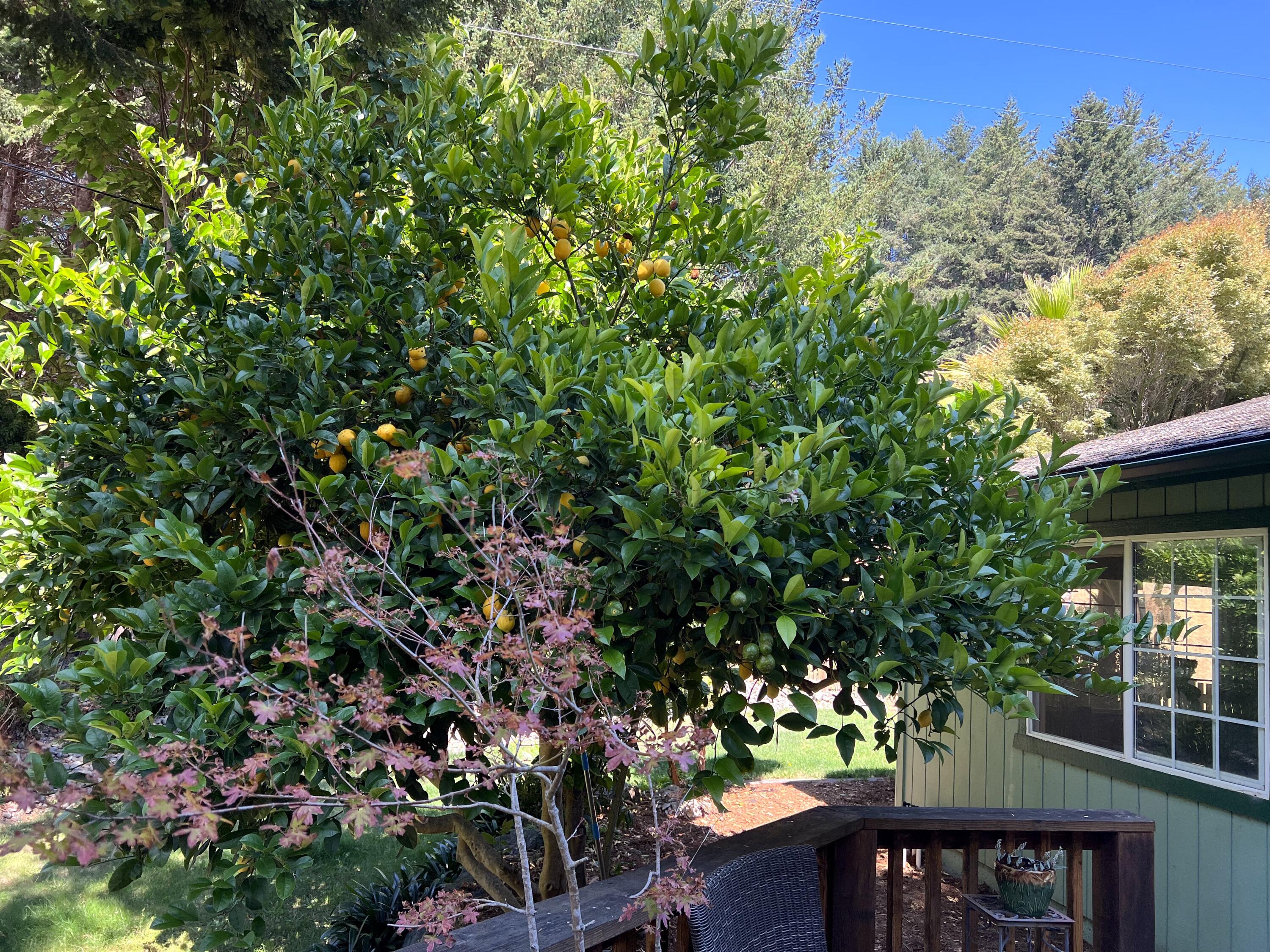 482 Spring Road Shelter Cove, CA 95589 - Photo 49 of 58 Lemon tree