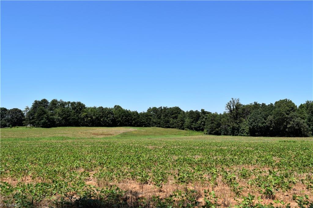1030 Ellisboro Road Madison, NC 27025 - Photo 12 of 30 View of expansive farm land, surrounded by vast forest. Picture taken about 200 ft from back of the house.