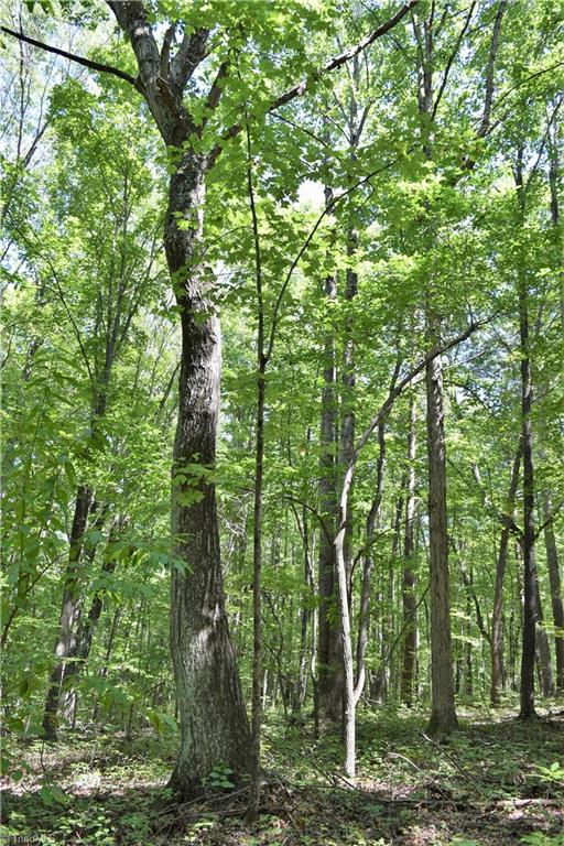1030 Ellisboro Road Madison, NC 27025 - Photo 8 of 30 Gorgeous mature hardwood tree! Property has abundance of old growth trees in every location.