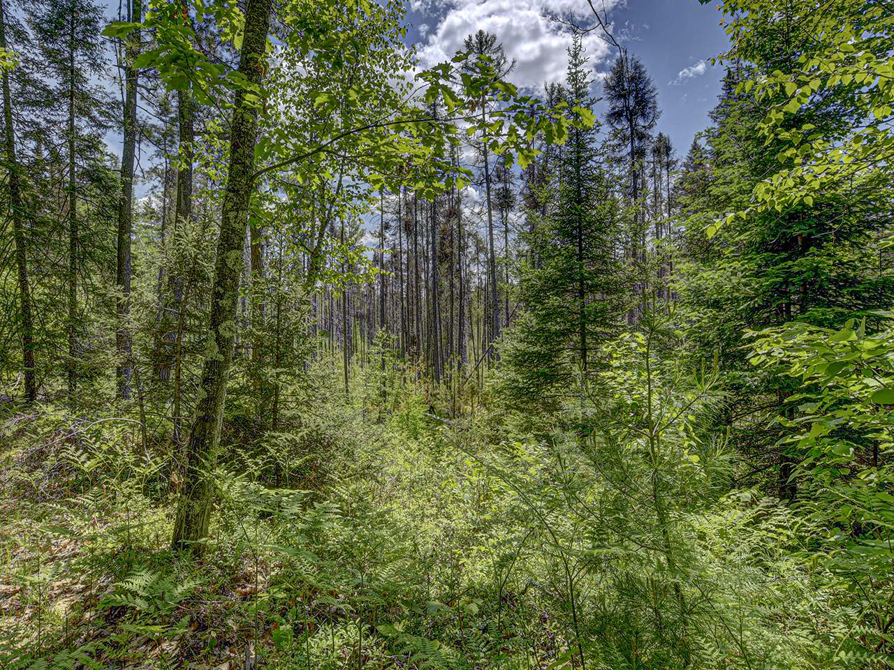 Off Church Road Conover, WI 54519 - Photo 11 of 11 Gallery Image 11