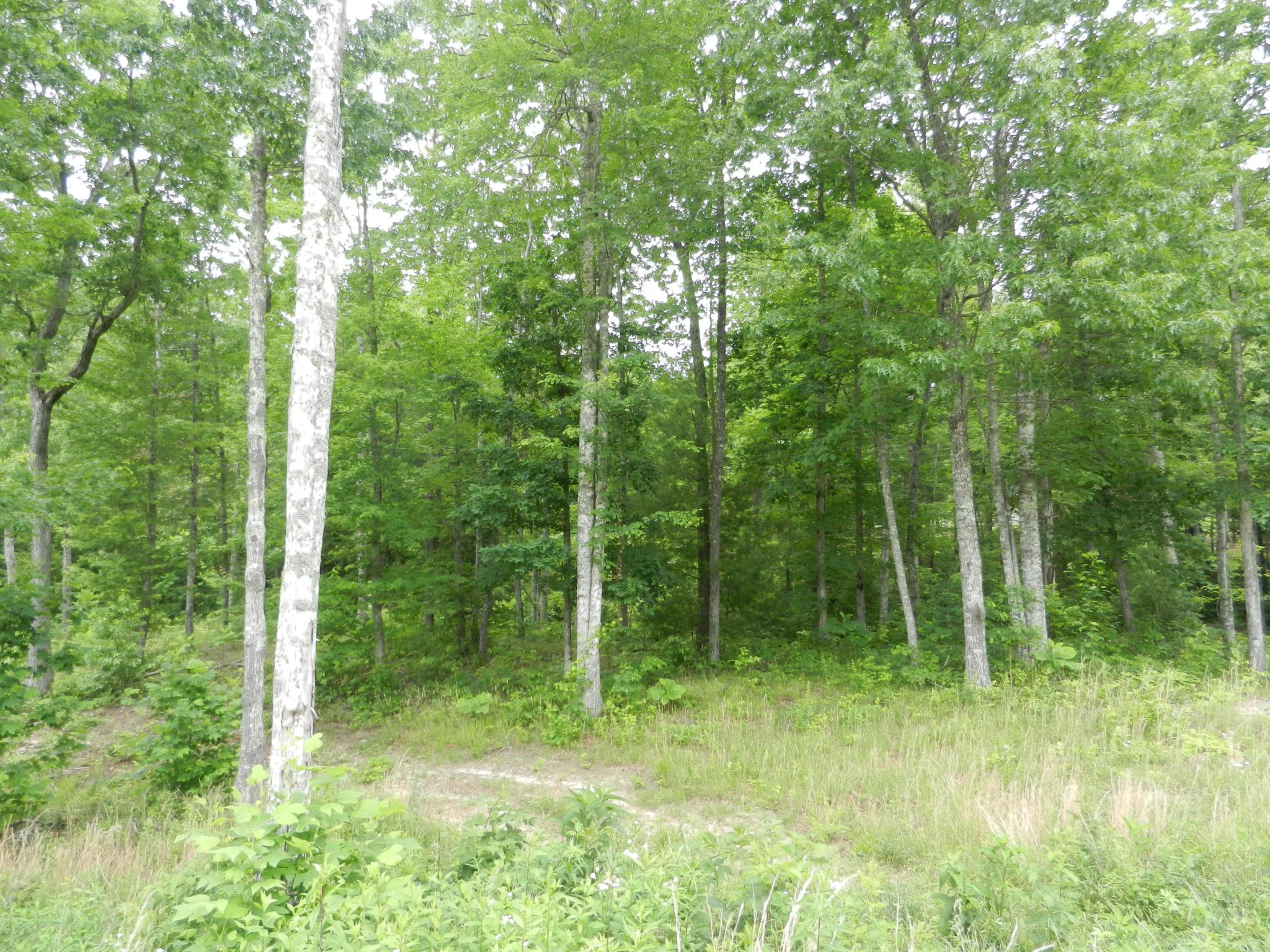 33 Chevan Lane Oneida, TN 37841 - Photo 2 of 3 Gallery Image 2