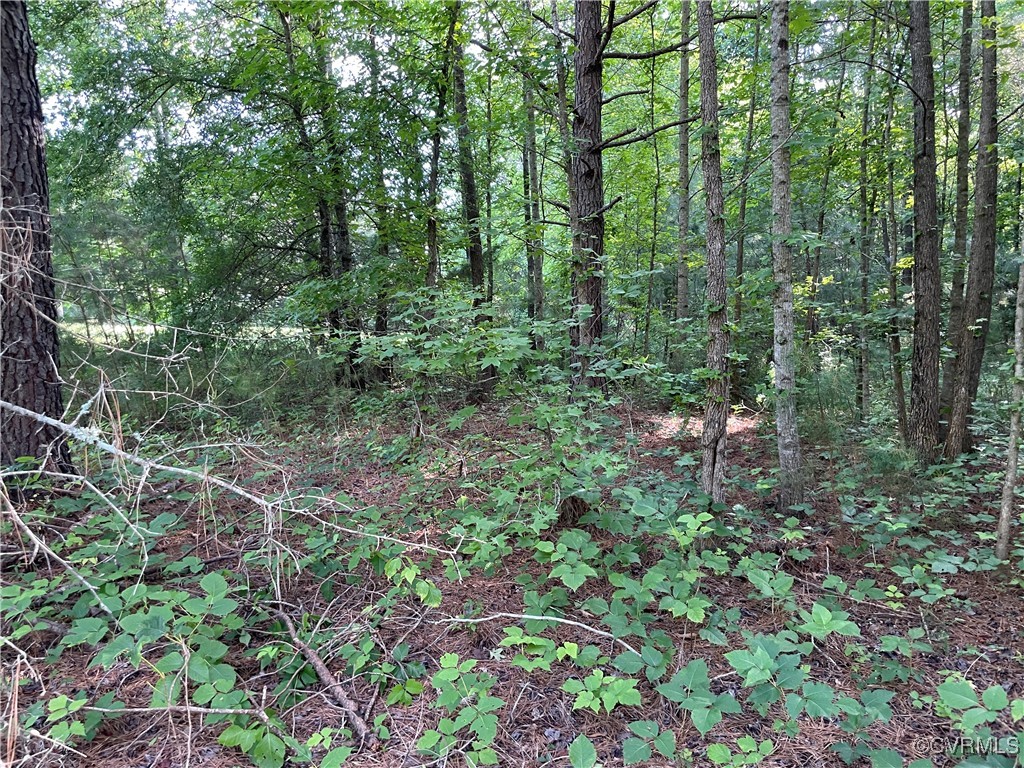 13-ac Trinity Church Road South Hill, VA 23970 - Photo 8 of 15 Gallery Image 8