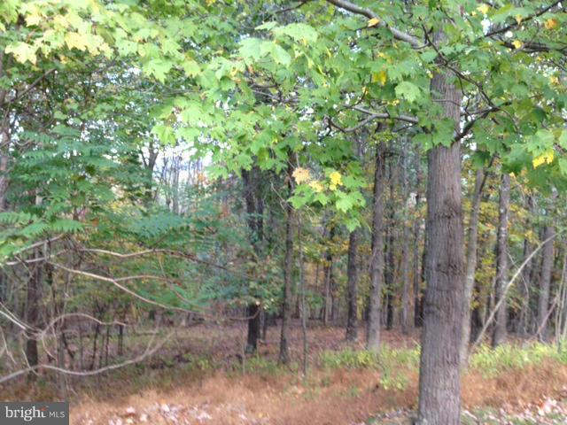 297 Deer Spring South Paw Paw, WV 25434 - Photo 25 of 25 wooded areas