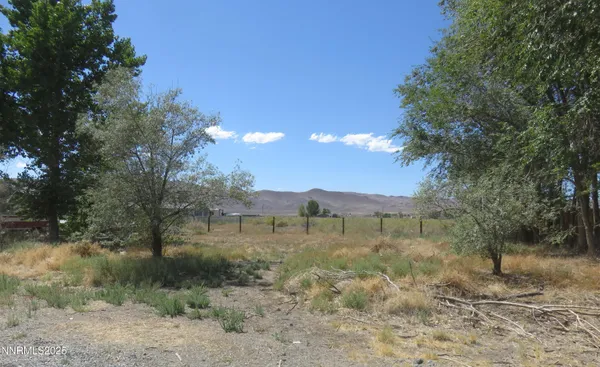 a view of a dry yard with large trees