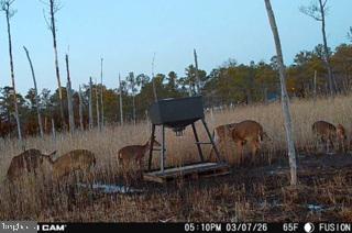 7 Mt Vernon Road Princess Anne, MD 21853 - Photo 11 of 59