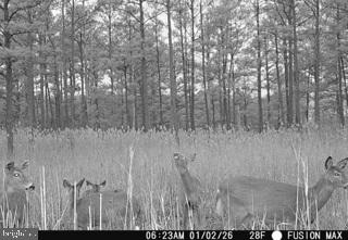 7 Mt Vernon Road Princess Anne, MD 21853 - Photo 13 of 59