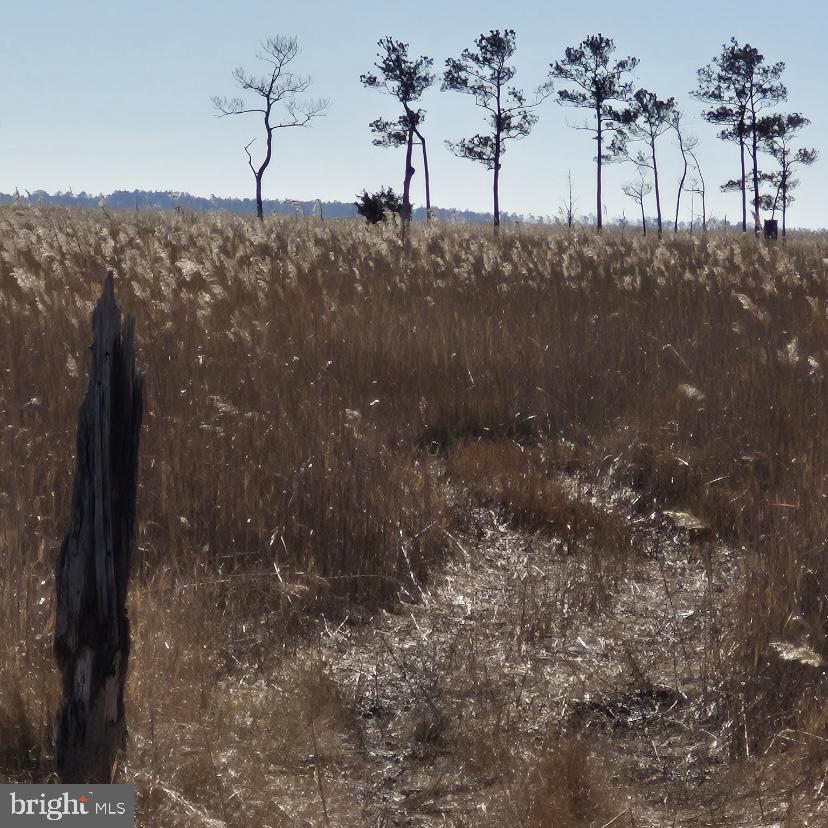 7 Mt Vernon Road Princess Anne, MD 21853 - Photo 18 of 59