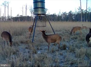 7 Mt Vernon Road Princess Anne, MD 21853 - Photo 19 of 59