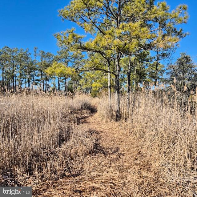 7 Mt Vernon Road Princess Anne, MD 21853 - Photo 34 of 59