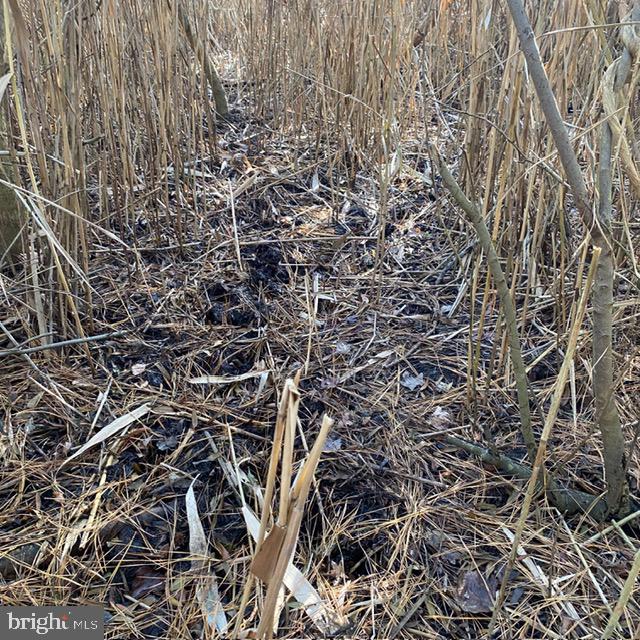 7 Mt Vernon Road Princess Anne, MD 21853 - Photo 41 of 59