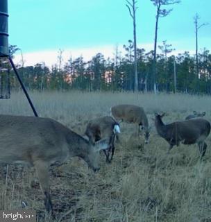 7 Mt Vernon Road Princess Anne, MD 21853 - Photo 5 of 59