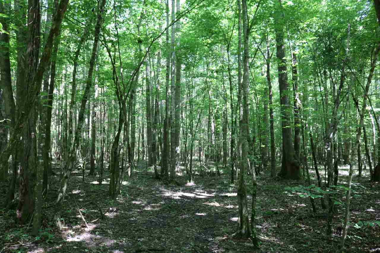 0 Horse Shoe Road Walnut Grove, MS 39189 - Photo 11 of 21 Photo 11