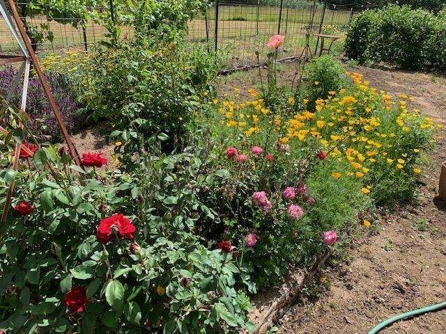 3351 Holland Loop Road Cave Junction, OR 97523 - Photo 25 of 48 a view of a flower in a garden