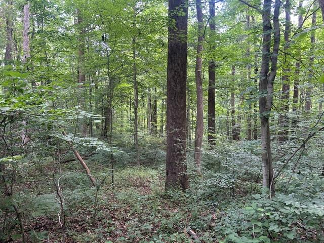 24229 Sanes Creek Road Laurel, IN 47024 - Photo 31 of 54
