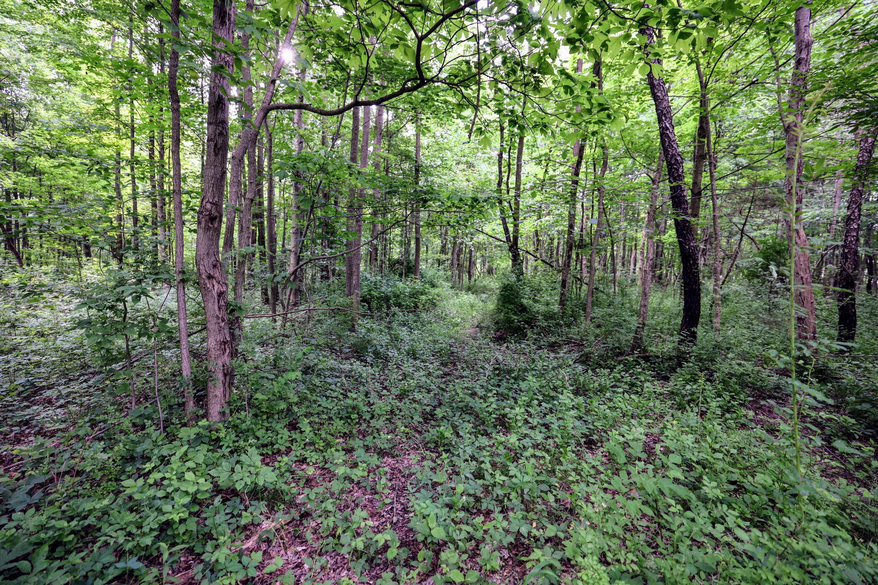 Vl Black River Road Bangor, MI 49013 - Photo 45 of 54 45