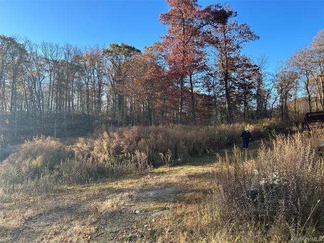 a view of a bunch of trees and bushes