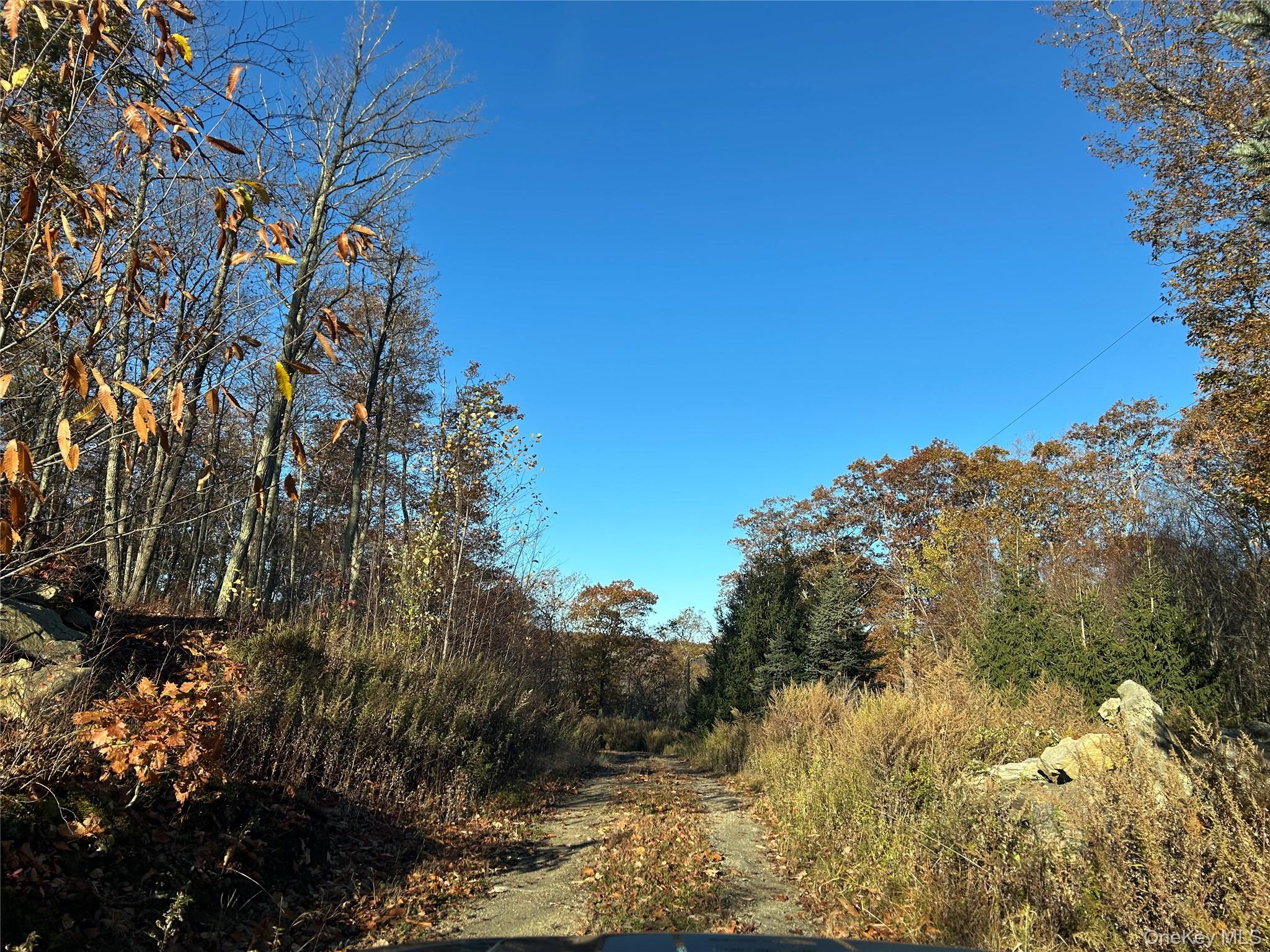 545 Grape Hollow Road Holmes, NY 12531 - Photo 15 of 15 a view of a bunch of trees and bushes