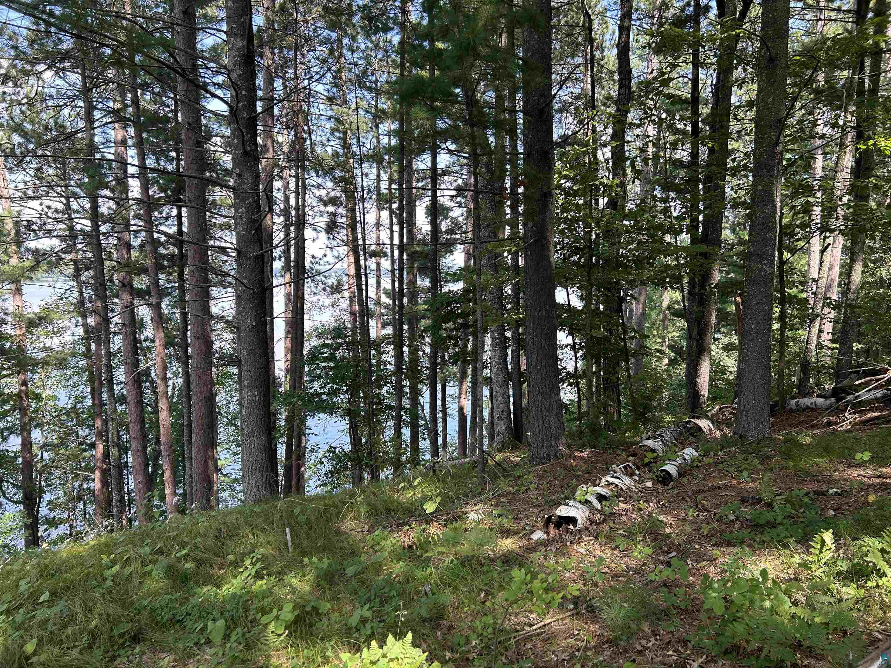 1102 Blackburn Road Spooner, WI 54801 - Photo 15 of 30 View of local wilderness