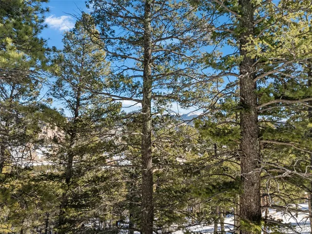 a view of a park with large trees