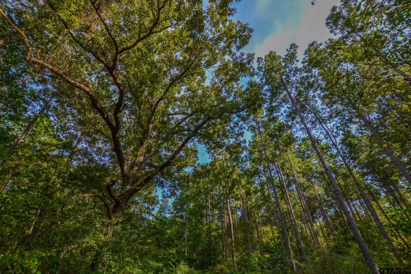 a view of a tree