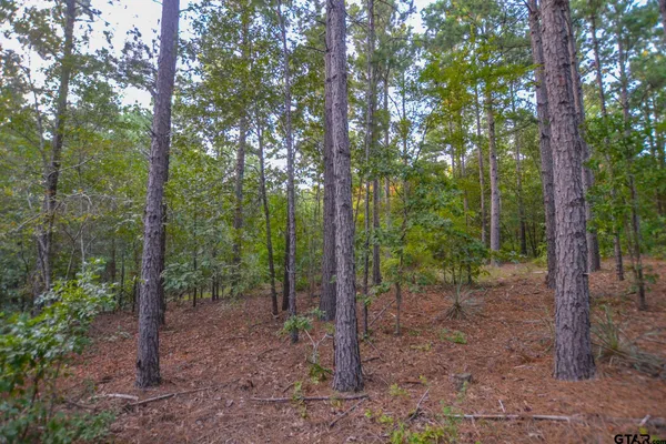 a view of a forest with trees in the background