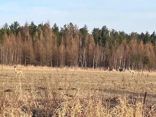 $54,500 | Xxx Lot 4-bl 2 Xxx Road North, Hinckley, MN 55037