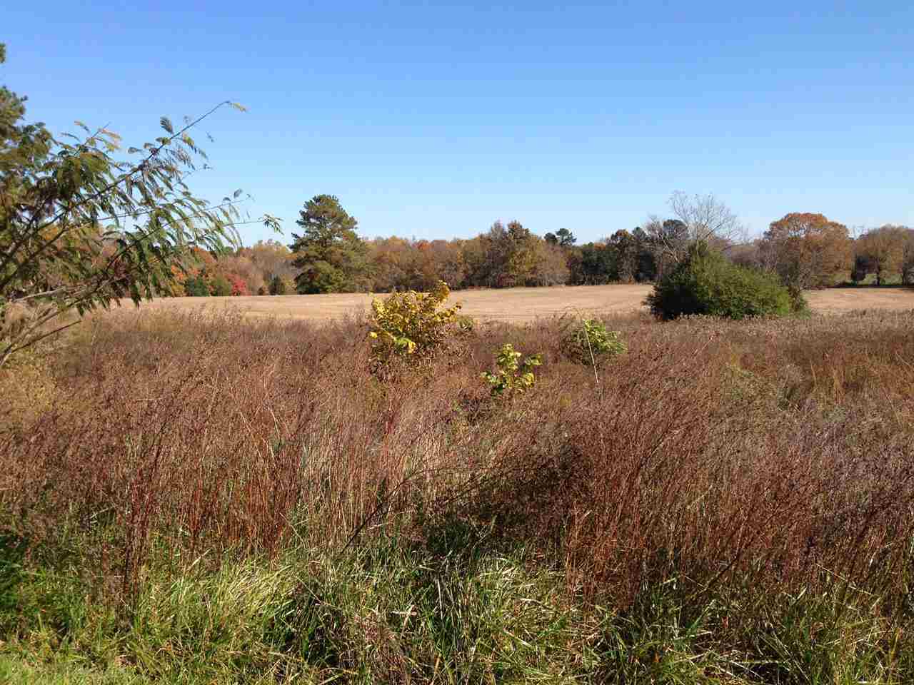 473 Charlie Morgan Road Louisburg, NC 27549 - Photo 4 of 20 Gallery Image 4