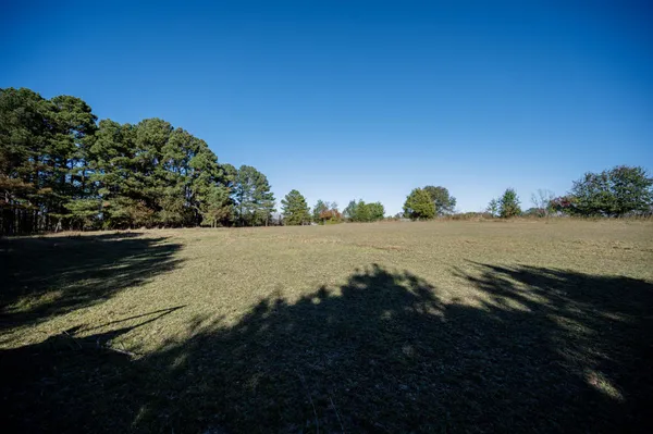 a view of a tree in the middle of a yard