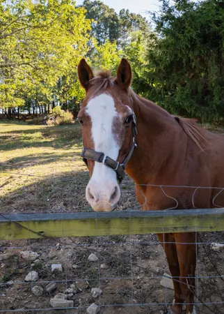 a view of a backyard with table and chairs under an umbrella