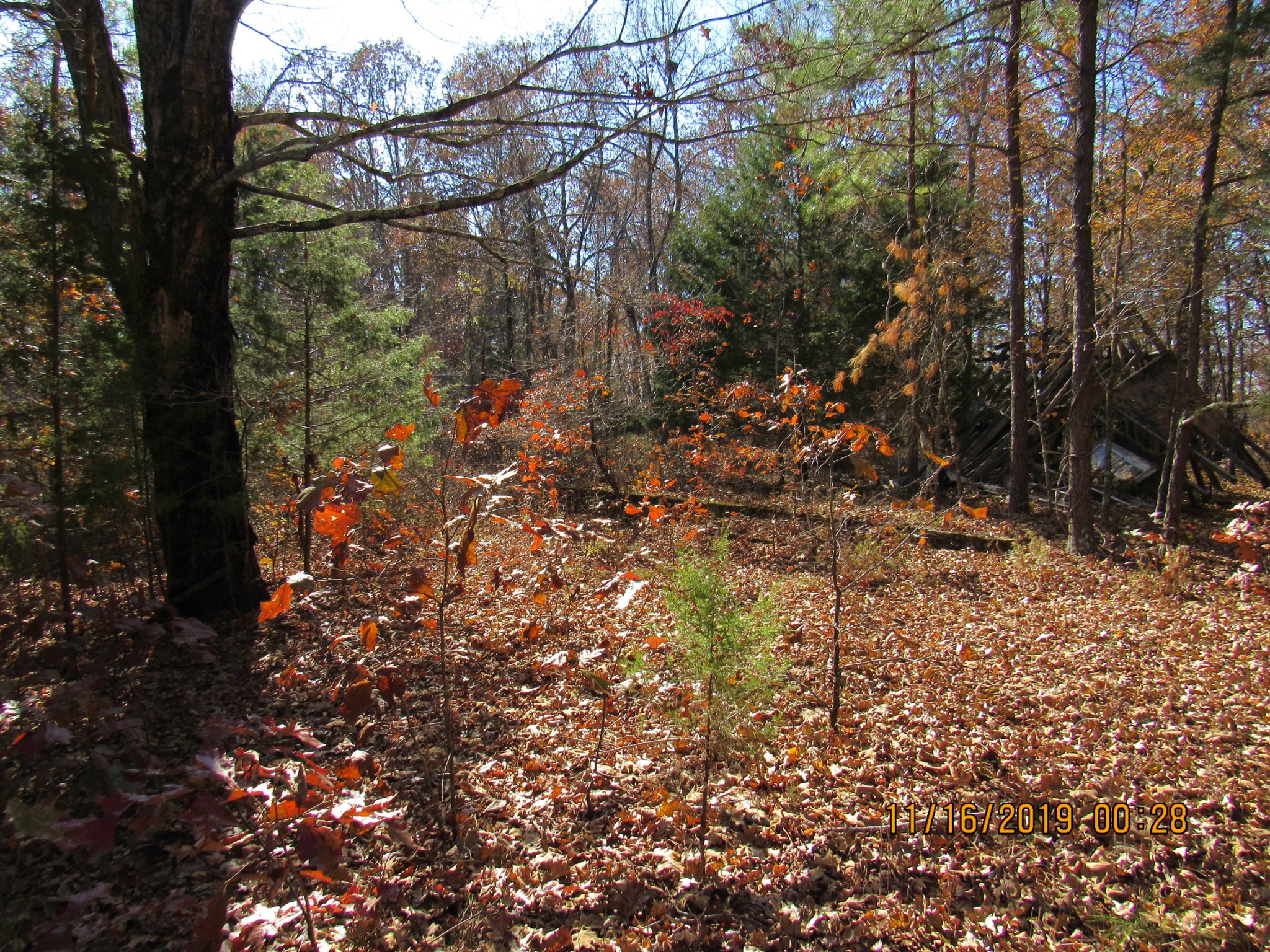 0 CCC Road McEwen, TN 37101 - Photo 6 of 6 a view of a tree in a yard