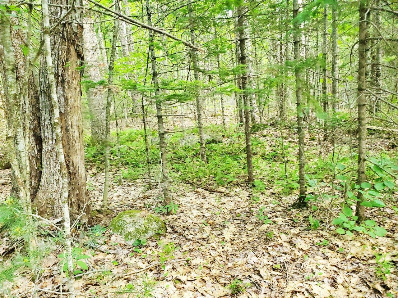 501 Pullen Woods Road Palermo, ME 04354 - Photo 56 of 62 20260717_153900 A_edited-1