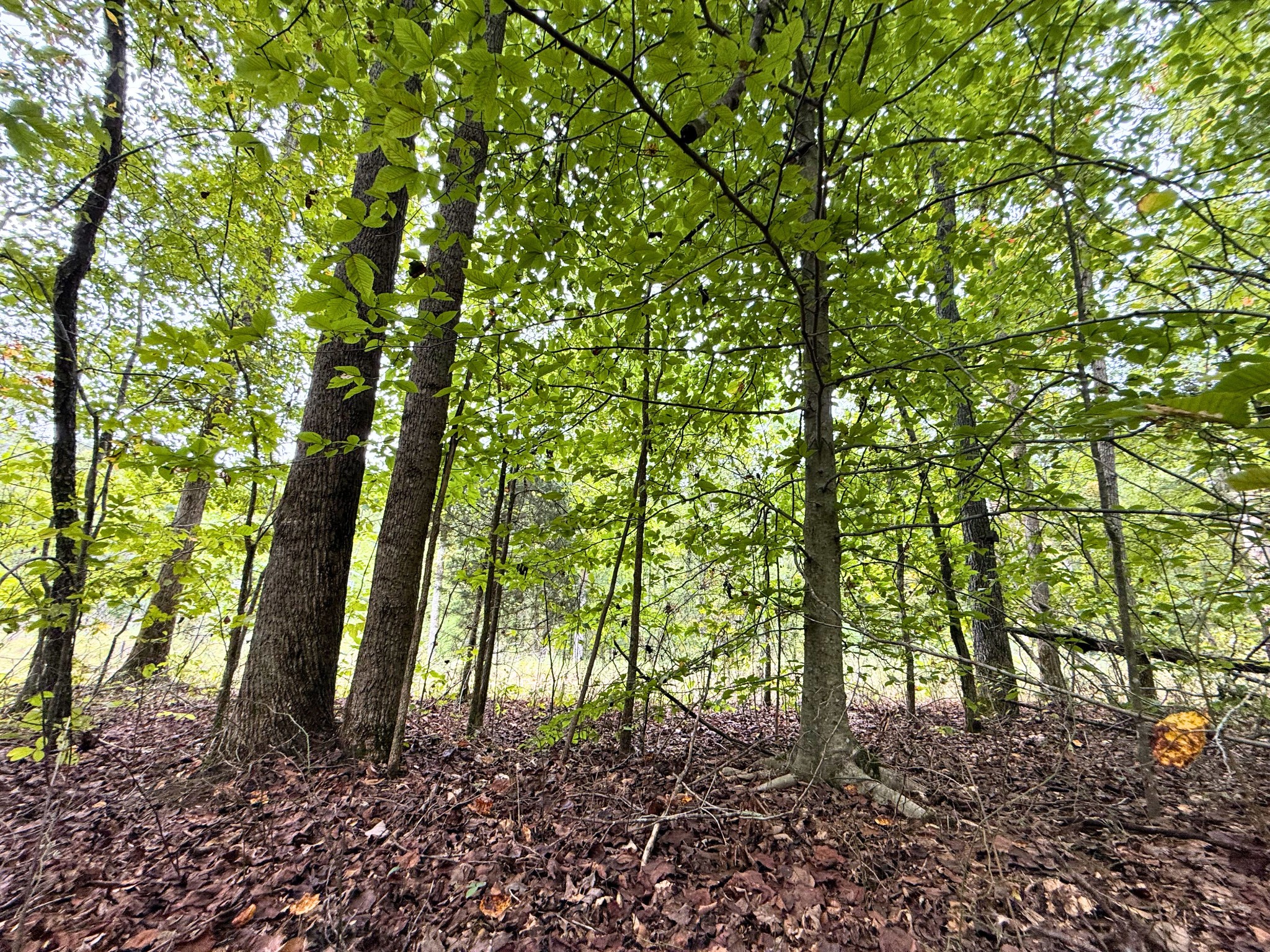 0 Cherokee Creek Waynesboro, TN 38485 - Photo 4 of 5 a backyard of a house with lots of green space