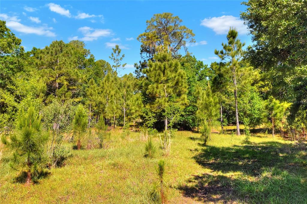0 Lake Buffum Road West Fort Meade, FL 33841 - Photo 8 of 11