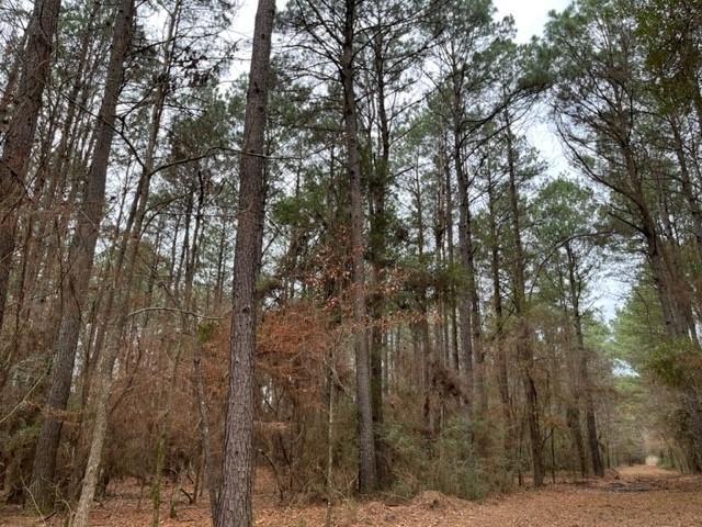 449- Socagee Creek Road Carthage, TX 75633 - Photo 6 of 7