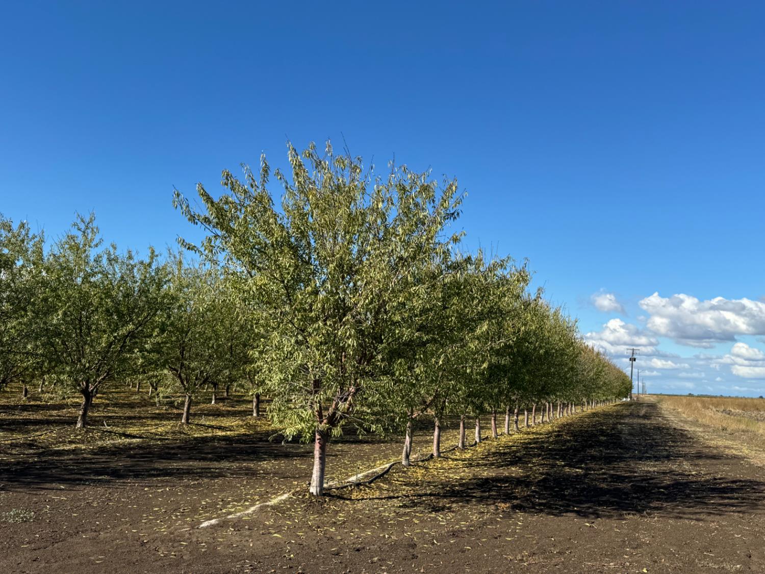 0 Striplin Road Nicolaus, CA 95659 - Photo 2 of 9 a view of a yard