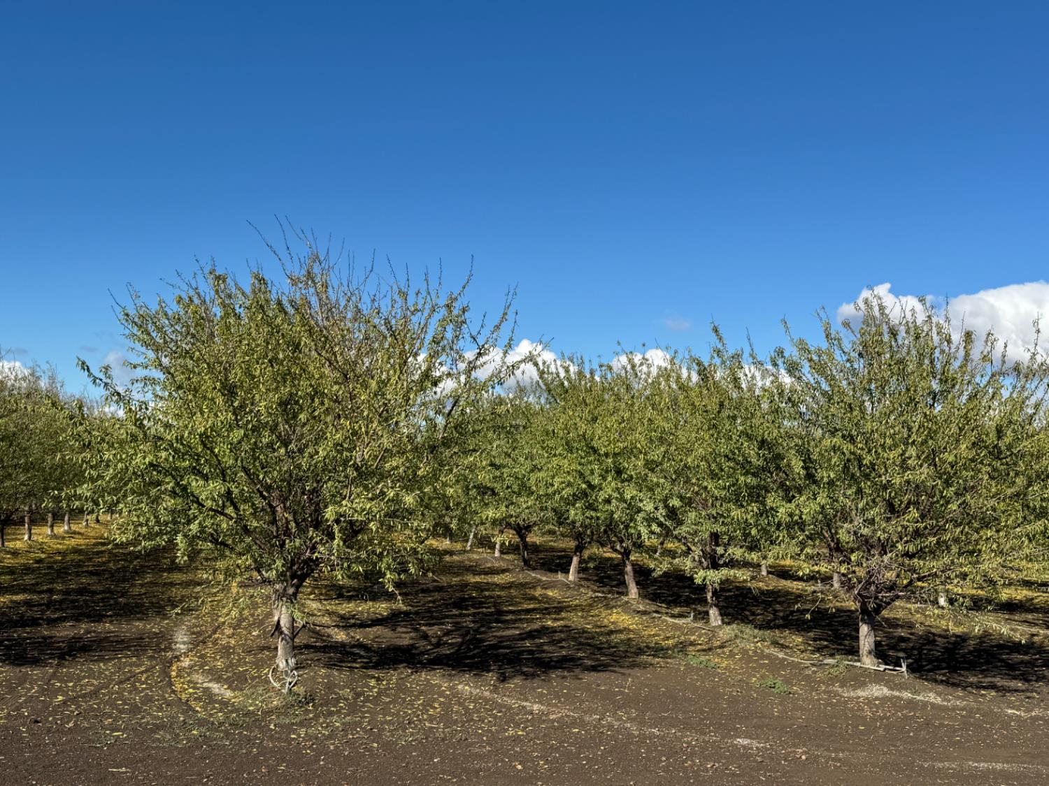 0 Striplin Road Nicolaus, CA 95659 - Photo 4 of 9 a car parked on the side of the road