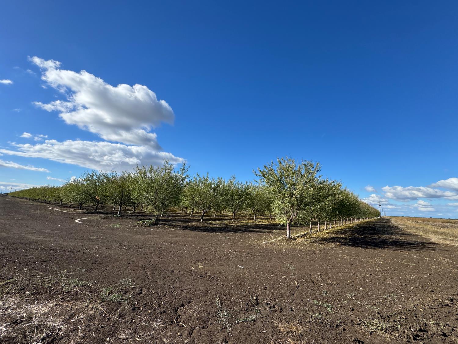 0 Striplin Road Nicolaus, CA 95659 - Photo 8 of 9 a view of a field with an trees