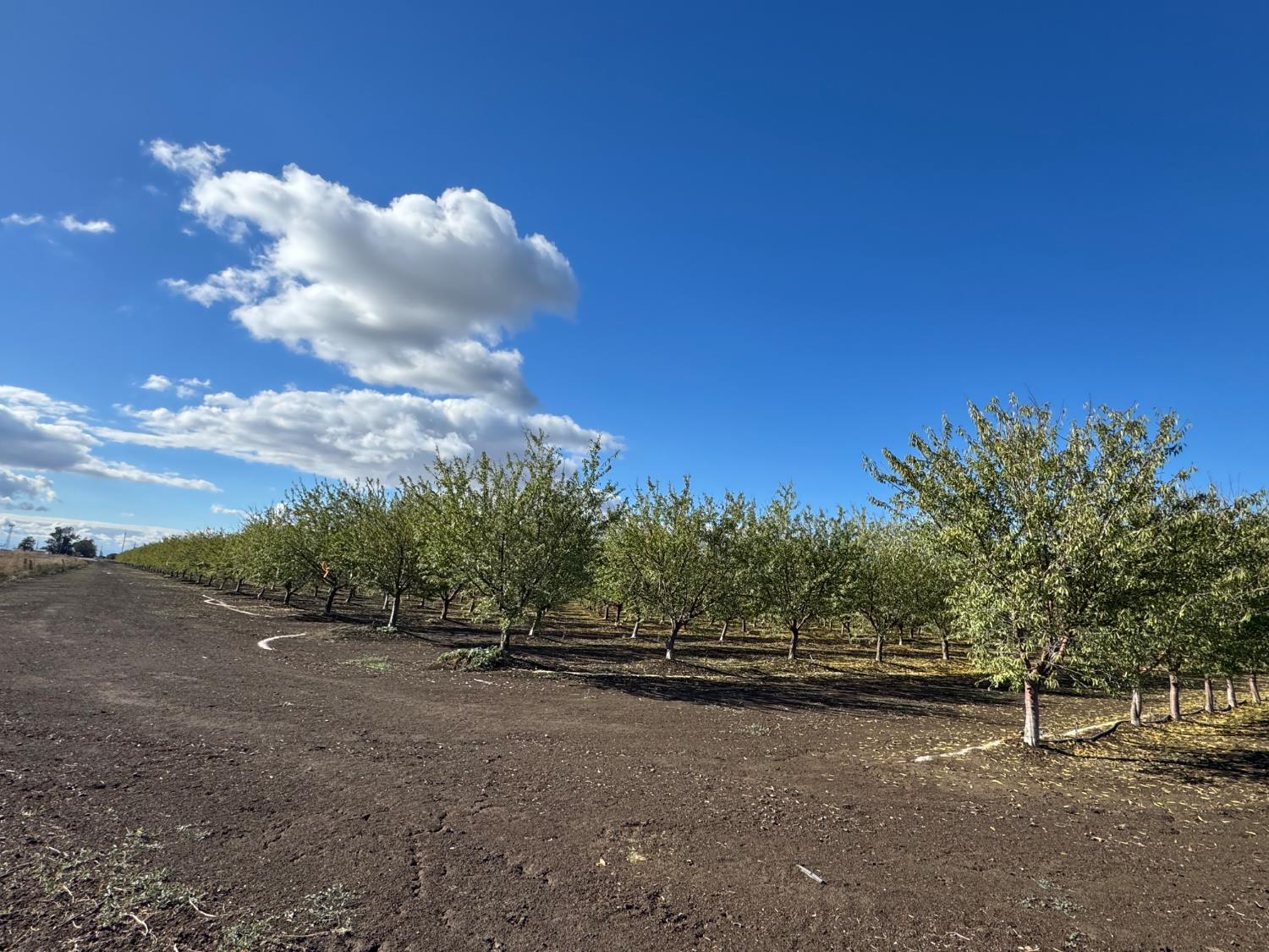 0 Striplin Road Nicolaus, CA 95659 - Photo 9 of 9 a view of a field with trees in background