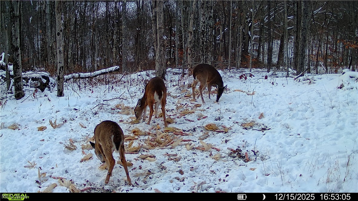 Spence Hill Road Caldwell, OH 43724 - Photo 12 of 49 Gallery Image 12