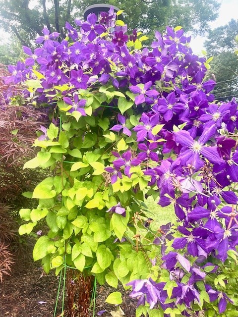 33 Debra Lane Framingham, MA 01701 - Photo 39 of 40 a view of a flower