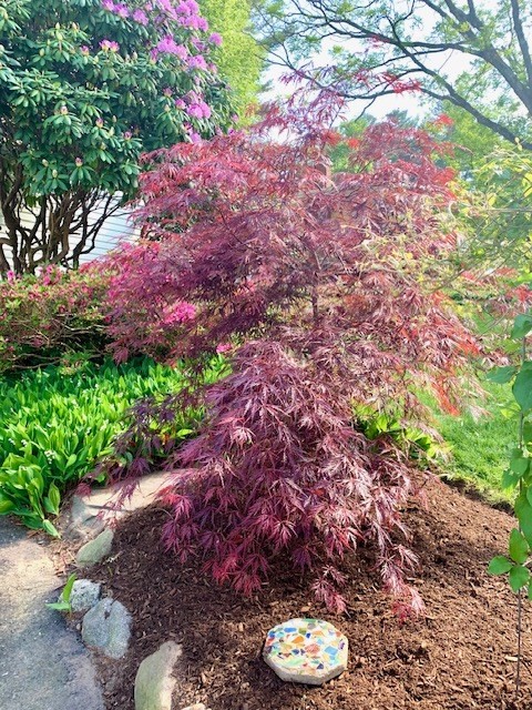 33 Debra Lane Framingham, MA 01701 - Photo 40 of 40 a view of a bunch of flowers