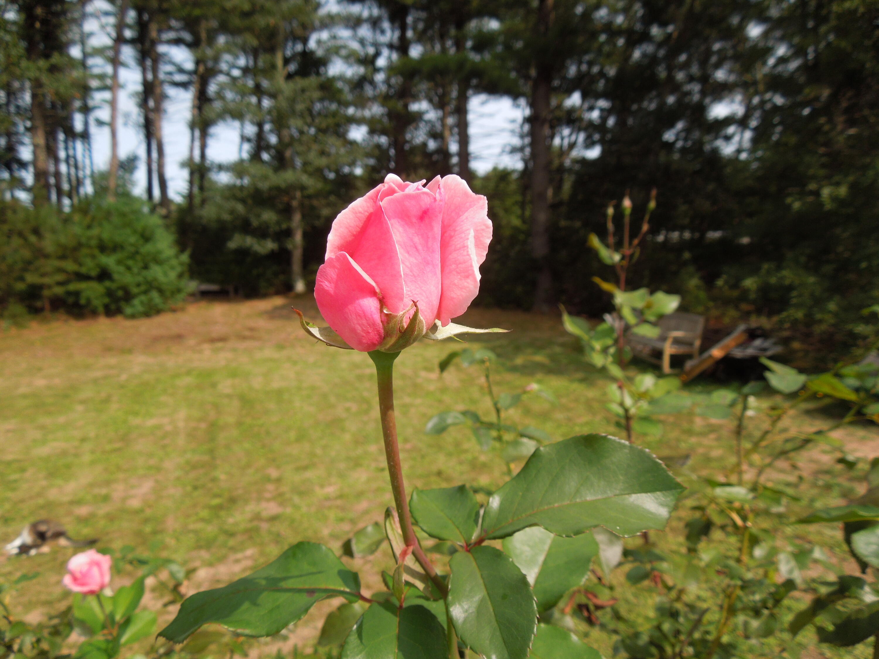 46 Service Road East Sandwich, MA 02537 - Photo 31 of 39 DSCN7446