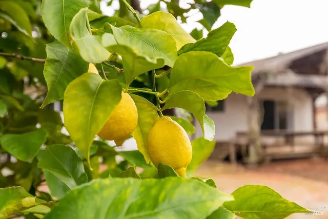 $869,000 | 817 Sutro Avenue, Novato, CA 94947