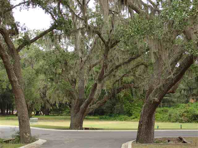 Lot 11 Flagg Street Murrells Inlet, SC 29576 - Photo 7 of 10