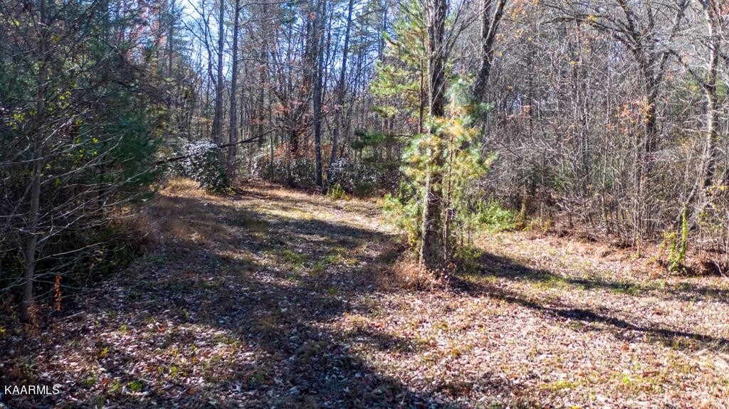0 Massingale Road Tellico Plains, TN 37385 - Photo 12 of 60 Gallery Image 12
