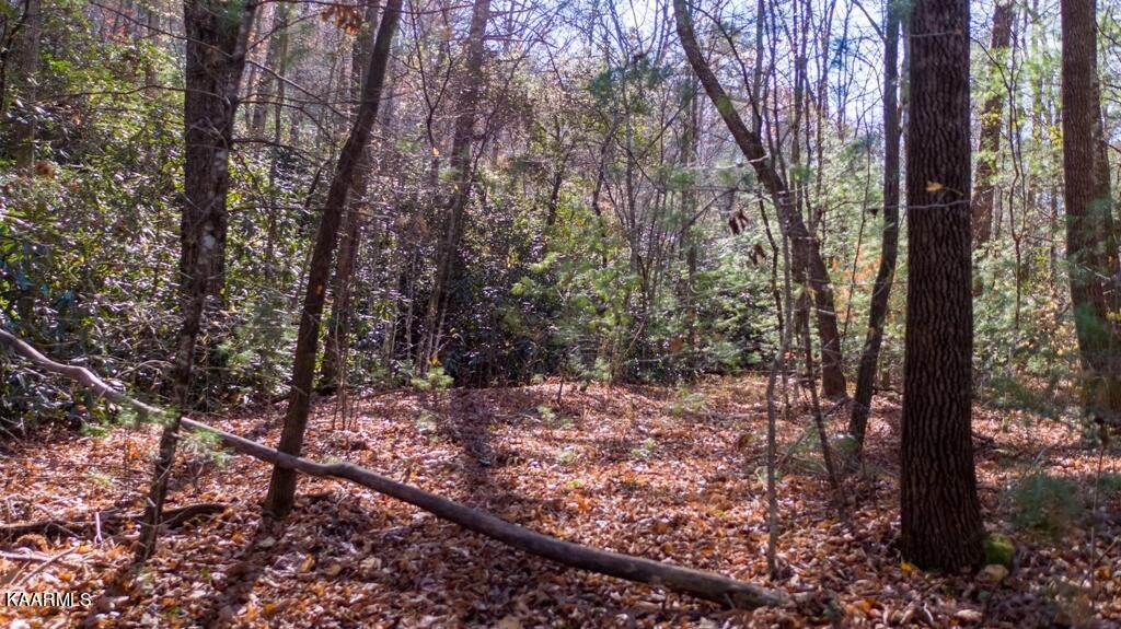0 Massingale Road Tellico Plains, TN 37385 - Photo 19 of 60 Gallery Image 19